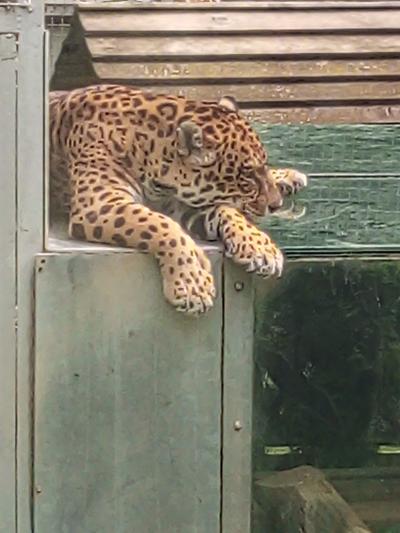 WĘGRY-ZOO SOSTO 132.jpg